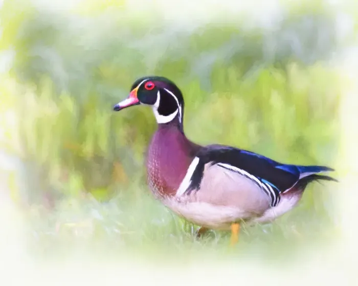 Framed Print : Artistic Portrait Digital Painting of Wood Duck in Grass