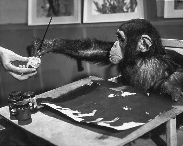 Artistic Primate. London Zoo celebrity chimpanzee Congo