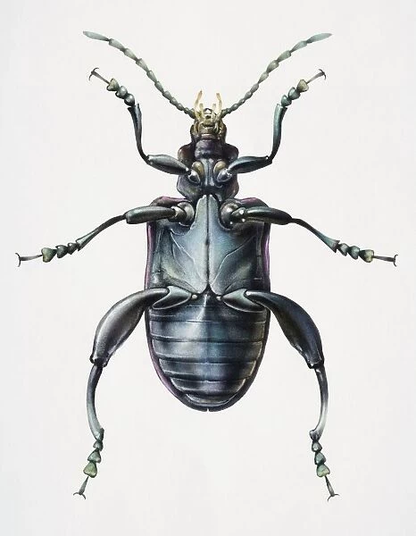 Artwork of a beetle viewed from beneath