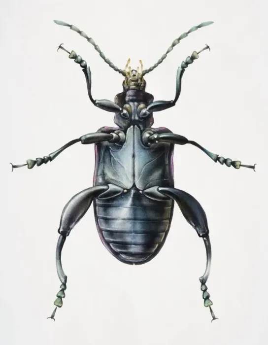 Framed Print : Artwork of a beetle viewed from beneath Framed Print : Artwork of a beetle viewed from beneath