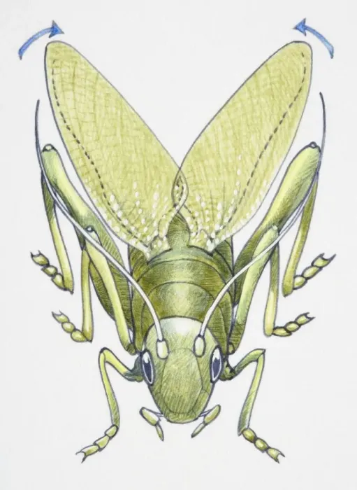 Framed Print : Artwork of a cricket making music with its legs Framed Print : Artwork of a cricket making music with its legs