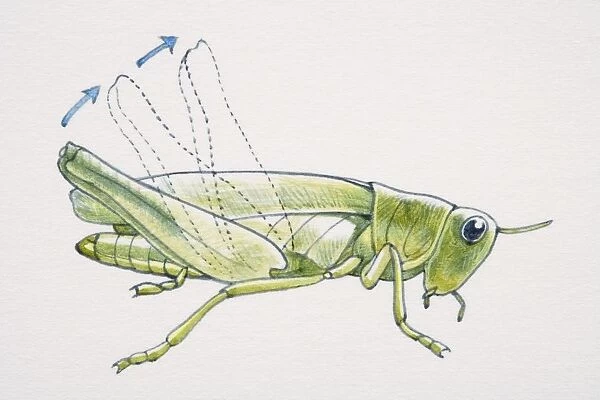 Artwork of a grasshopper making music with its leg