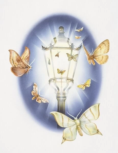 Artwork of moths flying around a lantern