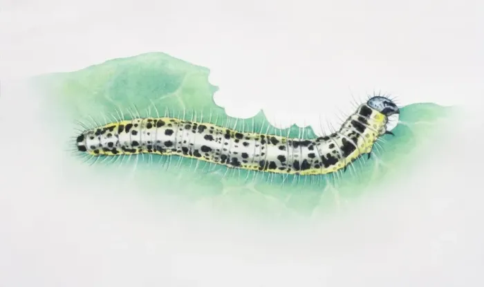Framed Print : Artwork of white caterpillar with black spots Framed Print : Artwork of white caterpillar with black spots