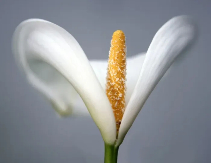 Framed Print : Arum Framed Print : Arum