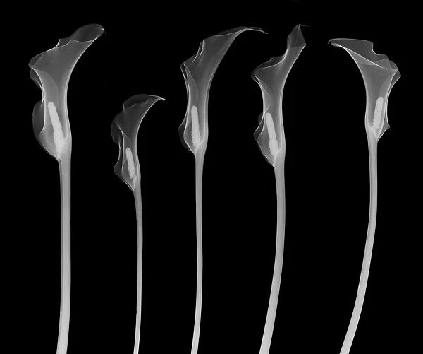 Arum lilies, X-ray