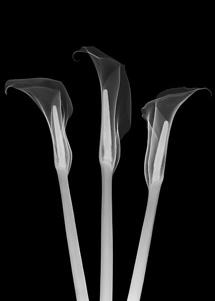 Arum lilies (Zantedeschia aethiopica), X-ray