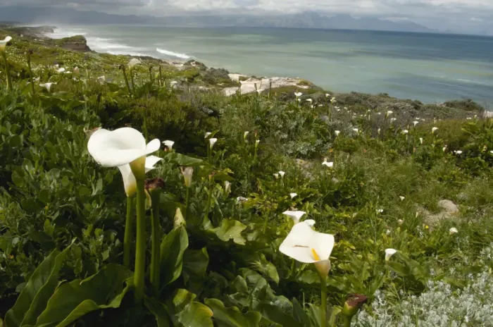 Framed Print : arum lily, beauty in nature, coastline, color image, day, false bay, horizontal, landscape Framed Print : arum lily, beauty in nature, coastline, color image, day, false bay, horizontal, landscape