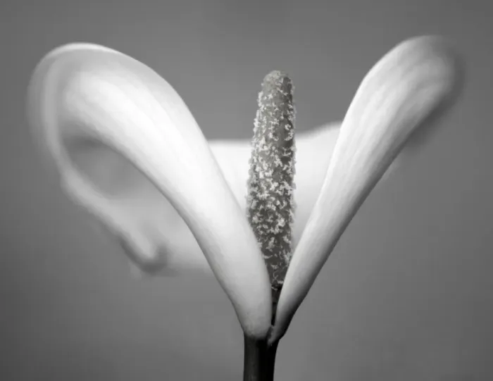 Framed Print : Arum lily in black and white Framed Print : Arum lily in black and white