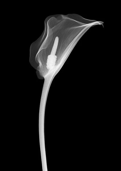 Arum lily, X-ray
