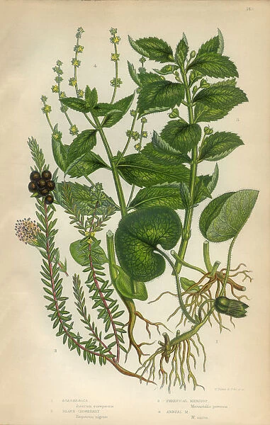 Asababacca, AbacAa, Hemp, Banana, Crowberry, Mercury, Mercurialis, Victorian Botanical Illustration