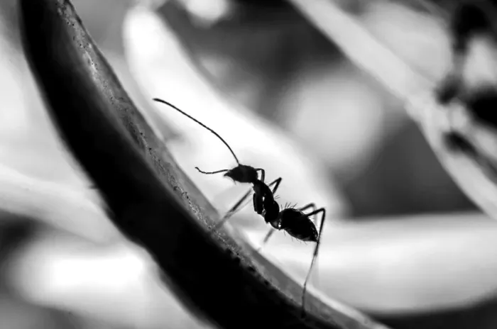 Framed Print : The Ascending Ant Framed Print : The Ascending Ant