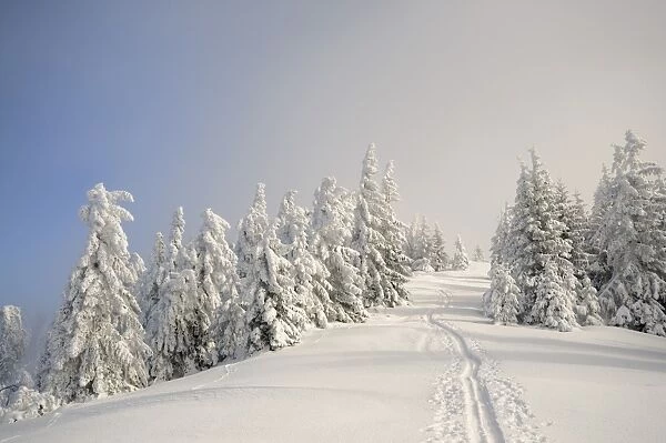 Ascent tracks and deep snow-covered trees at the ridge of Mt. Unterberg, ski tour, Mt. Unterberg, Lower Austria, Austria, Europe
