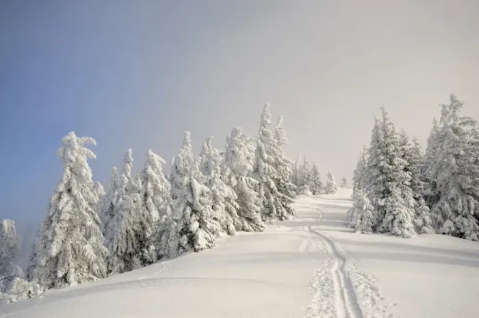 Framed Print : Ascent tracks and deep snow-covered trees at the ridge of Mt. Unterberg, ski tour, Mt. Unterberg, Lower Austria, Austria, Europe Framed Print : Ascent tracks and deep snow-covered trees at the ridge of Mt. Unterberg, ski tour, Mt. Unterberg, Lower Austria, Austria, Europe