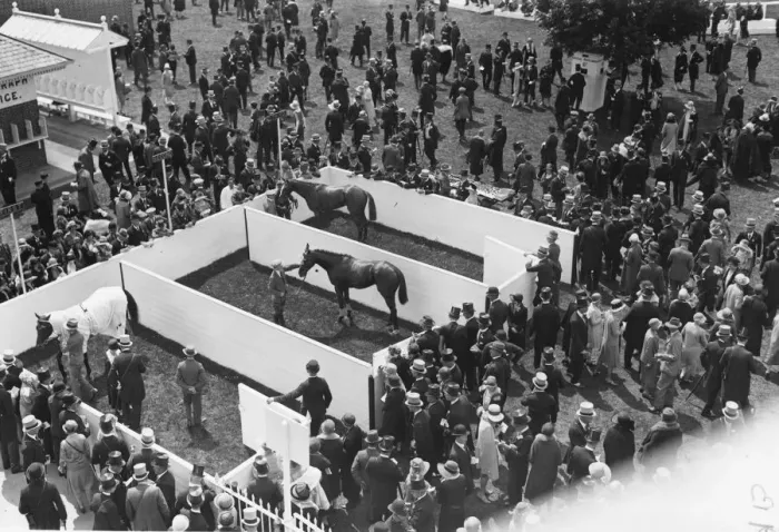 Framed Print : Ascot Paddock Framed Print : Ascot Paddock