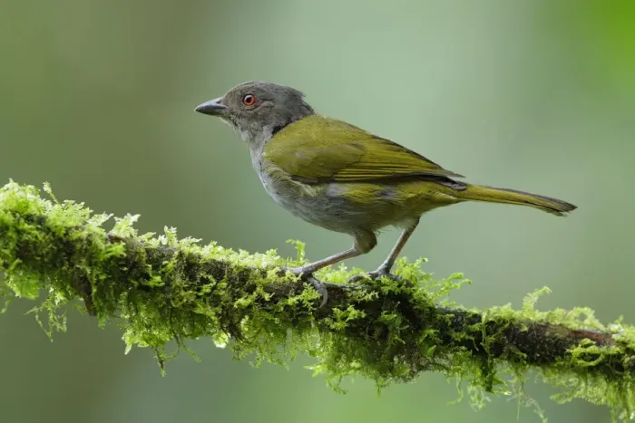Framed Print : Ashy-throated Bush-Tanager Framed Print : Ashy-throated Bush-Tanager