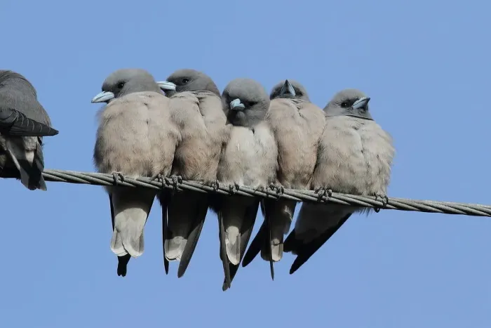 Framed Print : Ashy Woodswallow Framed Print : Ashy Woodswallow