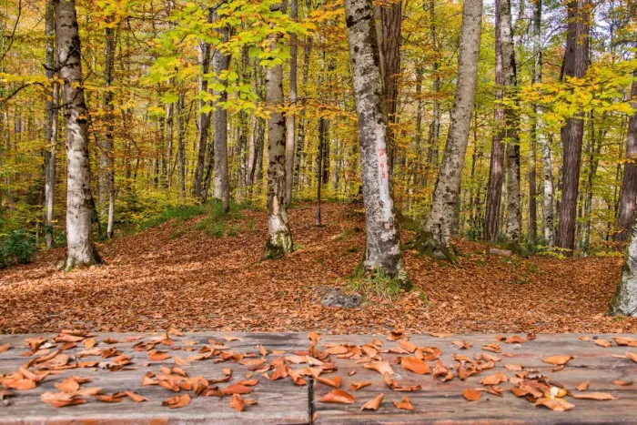 Framed Print : asia, autumn, autumn colors, beauty in nature, bolu, color image, colour image, eurasian