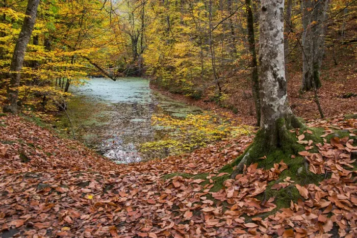 Framed Print : asia, autumn, autumn colors, beauty in nature, bolu, color image, colour image, eurasia Framed Print : asia, autumn, autumn colors, beauty in nature, bolu, color image, colour image, eurasia