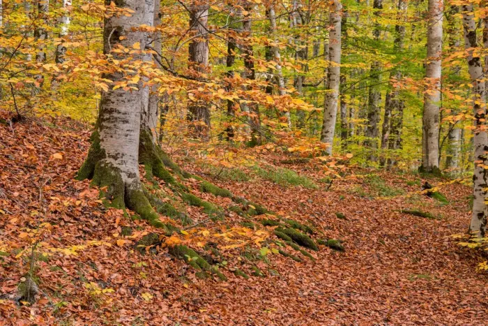 Framed Print : asia, autumn, autumn colors, beauty in nature, bolu, color image, colour image, eurasia Framed Print : asia, autumn, autumn colors, beauty in nature, bolu, color image, colour image, eurasia