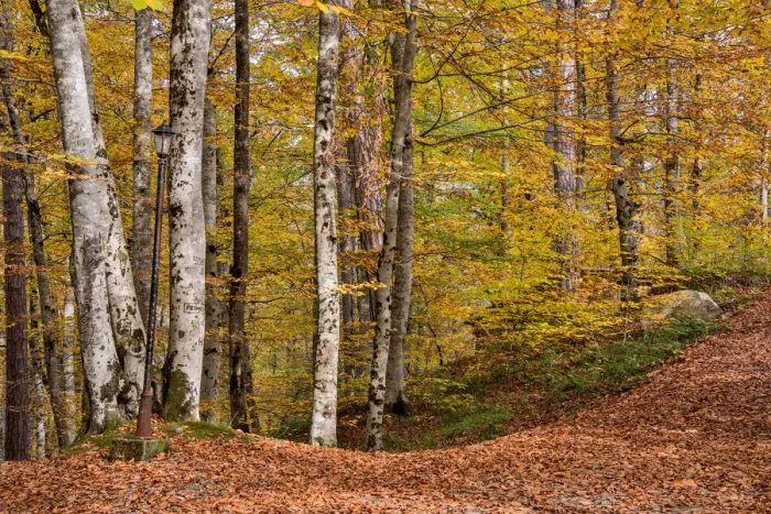 Framed Print : asia, autumn, autumn colors, beauty in nature, bolu, color image, colour image, eurasia Framed Print : asia, autumn, autumn colors, beauty in nature, bolu, color image, colour image, eurasia