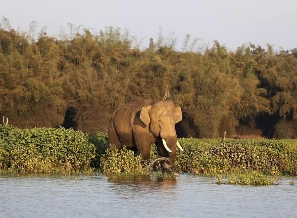 Asian, Asiatic or Indian elephant -Elephas maximus-, male, Kabini Reservoir, Rajiv Gandhi National Park, Nagarhole National Park, Karnataka, South India, India, South Asia, Asia