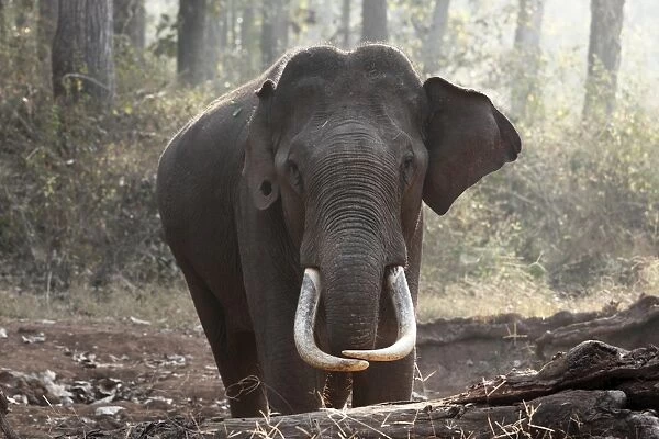 Asian, Asiatic or Indian elephant -Elephas maximus-, male, Rajiv Gandhi National Park, Nagarhole National Park, Karnataka, South India, India, South Asia, Asia