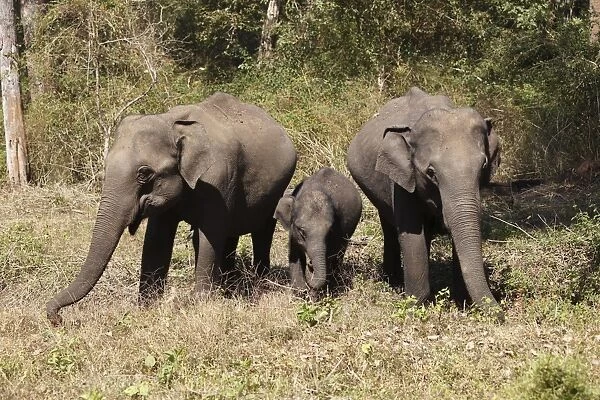 Asian, Asiatic or Indian elephants -Elephas maximus-, two females and a juvenile, Rajiv Gandhi National Park, Nagarhole National Park, Karnataka, South India, India, South Asia, Asia