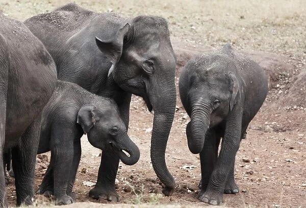 Asian, Asiatic or Indian elephants -Elephas maximus-, Rajiv Gandhi National Park, Nagarhole National Park, Karnataka, South India, India, South Asia, Asia