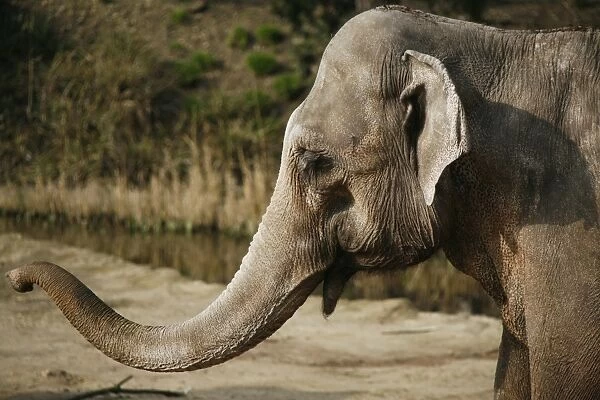 Asian Elephant -Elephas maximus-