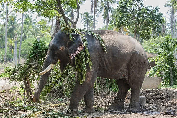 Asian Elephant -Elephas maximus-, Kerala, India
