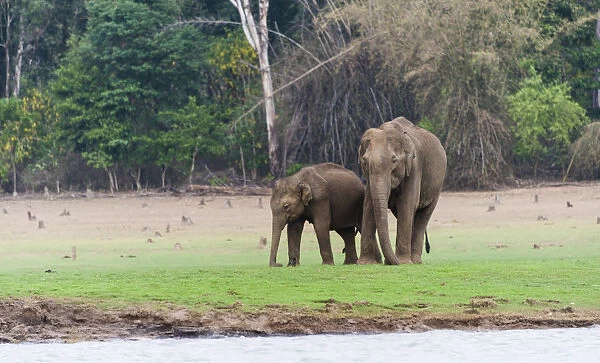 Asian elephant or Indian elephant -Elephas maximus-, male, Kabini Reservoir, Nagarhole National Park, Karnataka, India