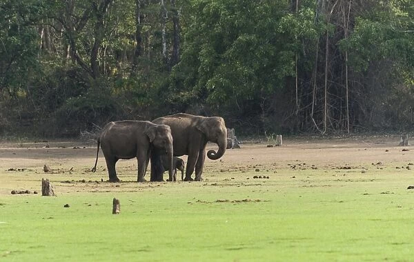 Asian elephants -Elephas maximus- with calf, Nagarhole National Park, Karnataka, India