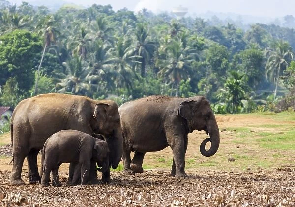 Asian elephants -Elephas maximus- feeding in the Pinnawela Elephants Orphanage, Pinnawela, Sri Lanka