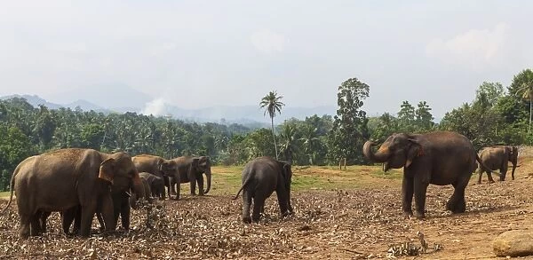 Asian elephants -Elephas maximus- feeding in the Pinnawala Elephant Orphanage, Pinnawala, Sri Lanka