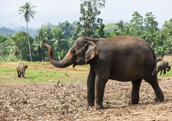 Framed Print : Asian elephants -Elephas maximus- feeding in the Pinnawela Elephants Orphanage, Pinnawela, Sri Lanka