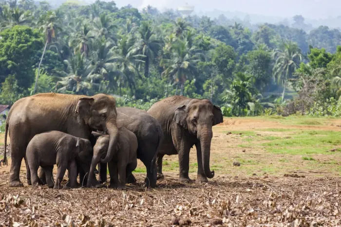 Framed Print : Asian elephants -Elephas maximus- feeding in the Pinnawela Elephants Orphanage, Pinnawela, Sri Lanka