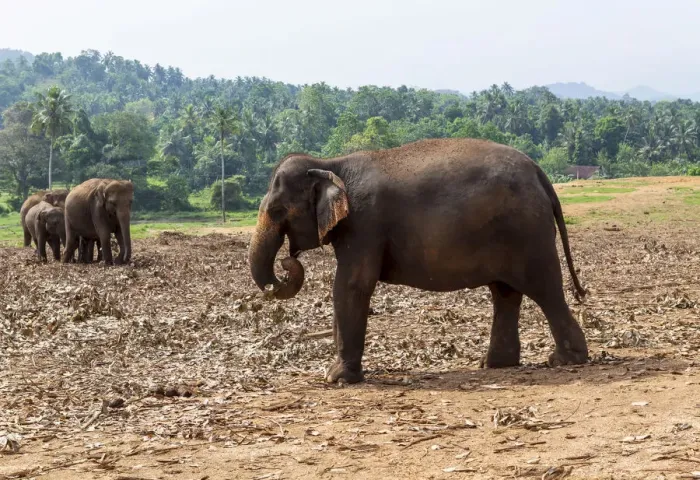 Framed Print : Asian elephants -Elephas maximus- feeding in the Pinnawela Elephants Orphanage, Pinnawela, Sri Lanka Framed Print : Asian elephants -Elephas maximus- feeding in the Pinnawela Elephants Orphanage, Pinnawela, Sri Lanka