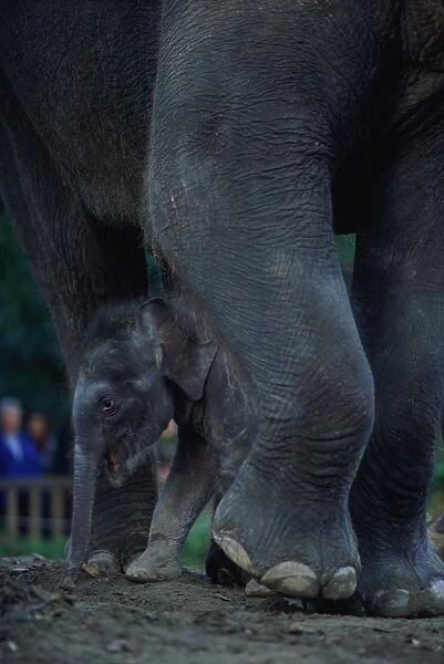 Asian Elephants (Elephas Maximus), Mother and Baby, Seattle, USA