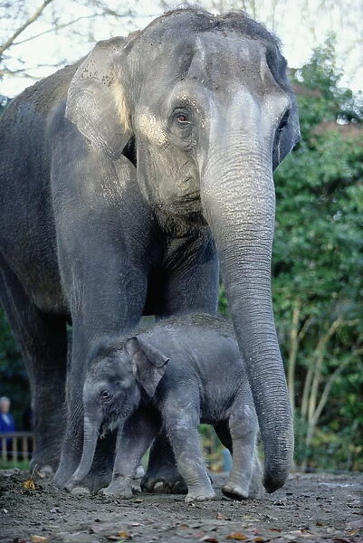 Asian Elephants (Elephas Maximus), Mother and Baby