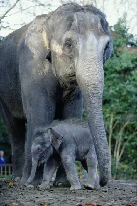 Framed Print : Asian Elephants (Elephas Maximus), Mother and Baby