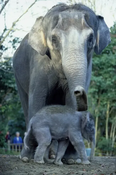 Framed Print : Asian Elephants (Elephas Maximus), Mother and Baby Framed Print : Asian Elephants (Elephas Maximus), Mother and Baby