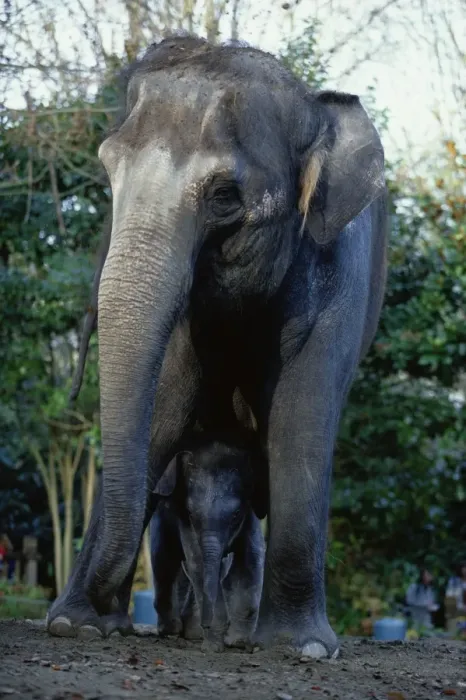Framed Print : Asian Elephants (Elephas Maximus), Mother and Baby