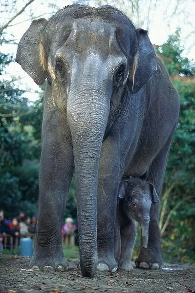 Asian Elephants (Elephas Maximus), Mother and Baby, Seattle, USA