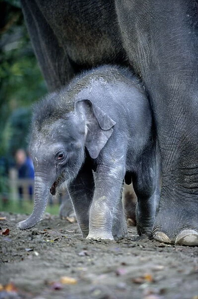 Asian Elephants (Elephas Maximus), Mother and Baby