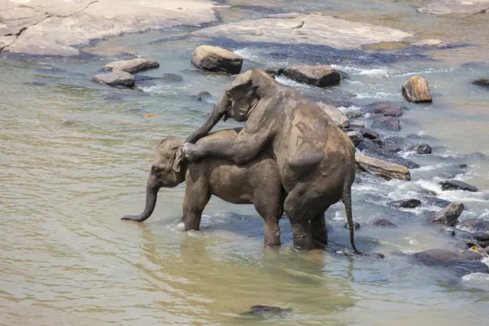 Framed Print : Asian elephants -Elephas maximus- from the Pinnawala Elephant Orphanage mating in the Maha Oya river, Pinnawala, Sri Lanka Framed Print : Asian elephants -Elephas maximus- from the Pinnawala Elephant Orphanage mating in the Maha Oya river, Pinnawala, Sri Lanka