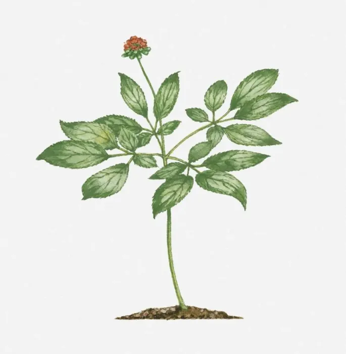 Framed Print : Asian ginseng (Panax ginseng) with cluster of red fruit and green leaves on long stem Framed Print : Asian ginseng (Panax ginseng) with cluster of red fruit and green leaves on long stem