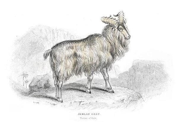 Asian mountain goat lithograph 1884