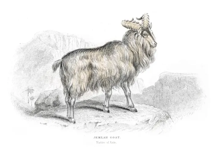 Framed Print : Asian mountain goat lithograph 1884 Framed Print : Asian mountain goat lithograph 1884