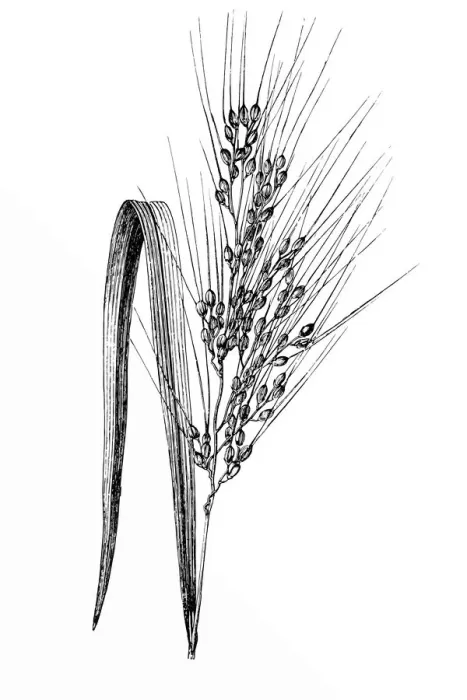 Framed Print : Asian Rice (Oryza sativa) Framed Print : Asian Rice (Oryza sativa)